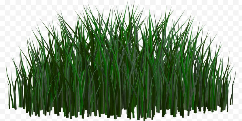 Grass - Clip Art - Family - Green Free PNG