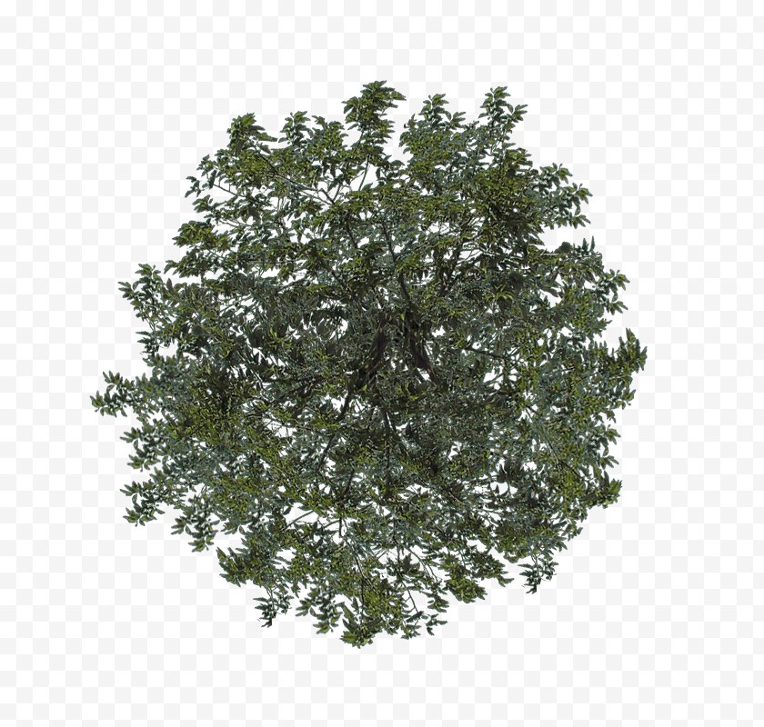Plant - Shrub Leaf Branching - Tree - Top View Free PNG