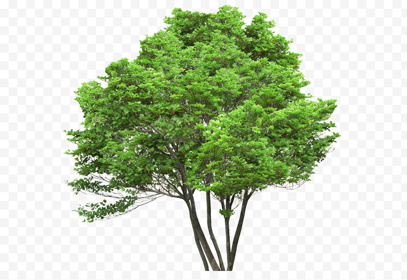 Tree - Clip Art - Shrub - Architecture Top View Free PNG