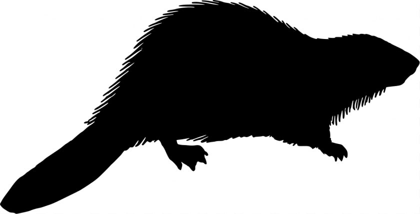 Carnivoran - Beaver Silhouette Royalty-free Clip Art - Tail - Coffin Vector Free PNG