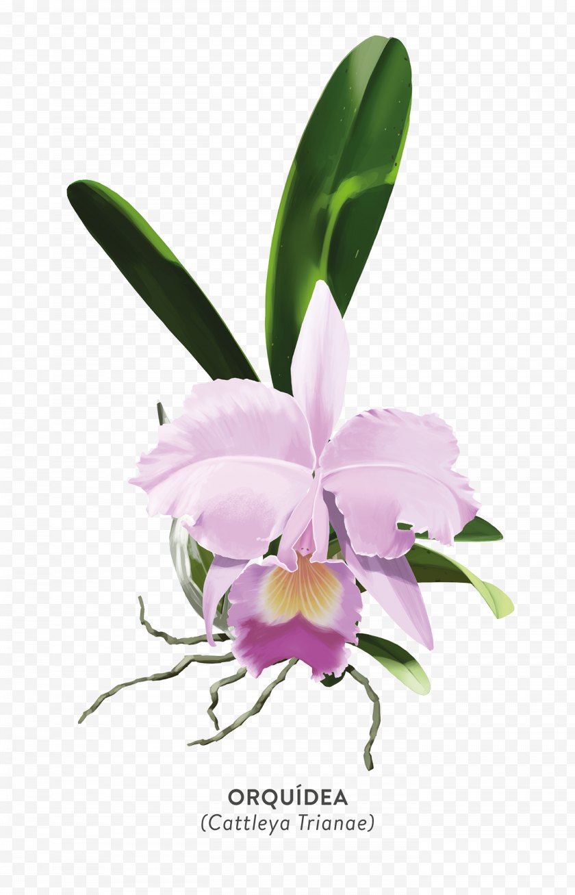 Flora - Christmas Orchid Crimson Cattleya Moth Orchids Plants - Orquideas Ornament Free PNG
