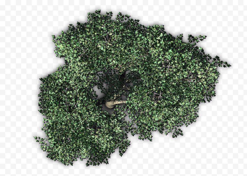 Tree - Fruit Plant - Groundcover - Top View Free PNG