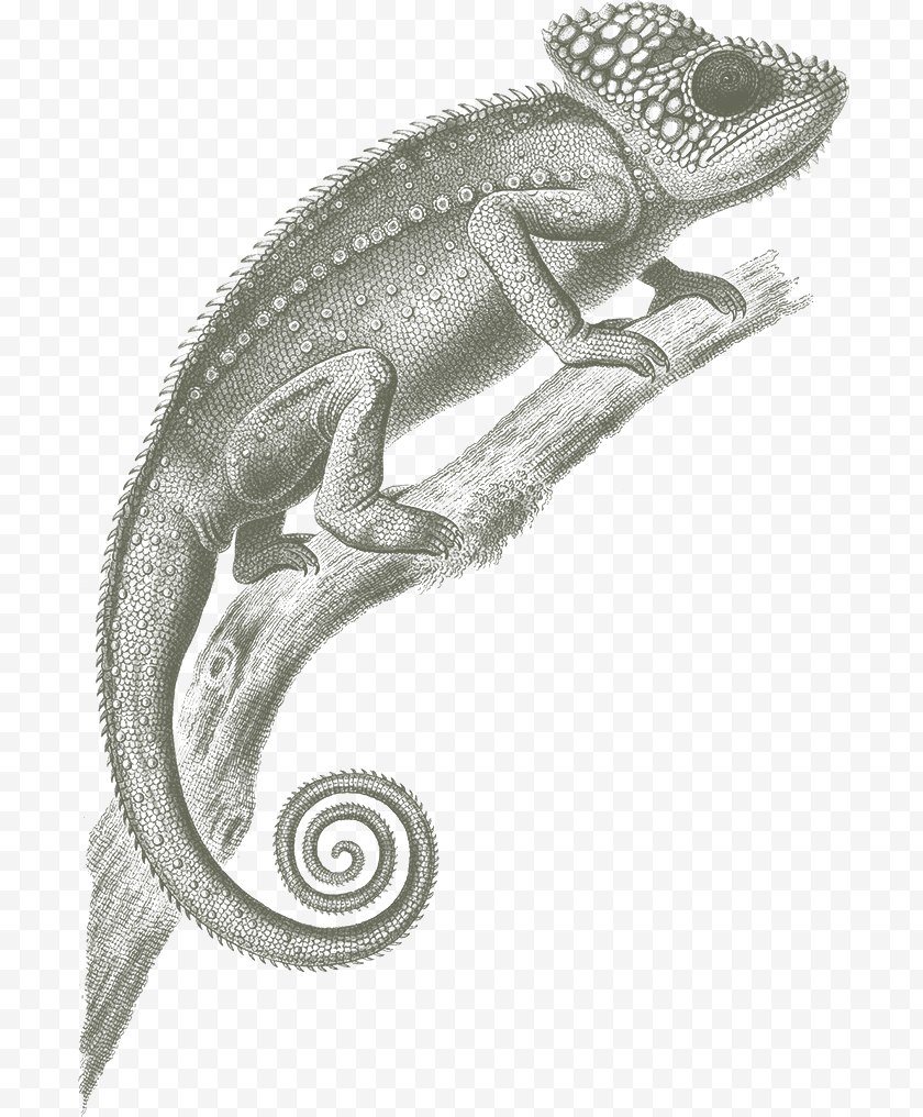 Panther Chameleon - Chameleons Lizard Reptile Veiled Free PNG