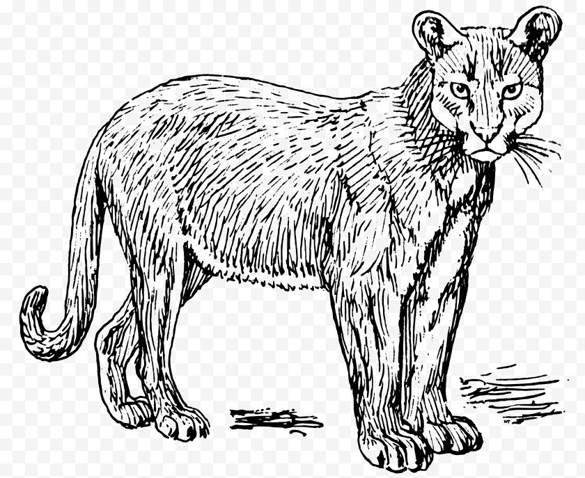 Panther - Cougar Puma Clip Art - Line - Leopard Free PNG