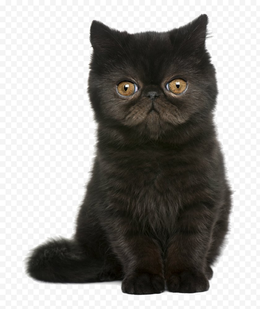 Cat Like Mammal Exotic Shorthair British Persian Kitten European