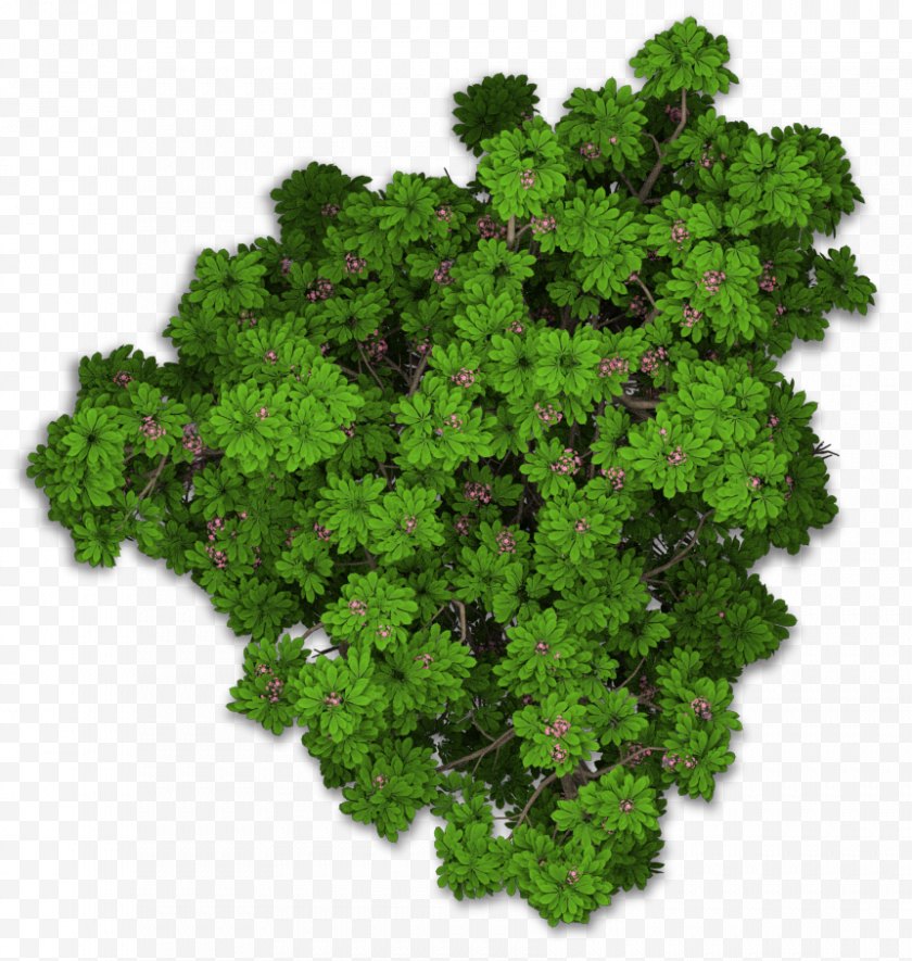 Root - Lacinato Kale Sweet Chestnut Leaf Vegetable Plant - Tree Top View Free PNG