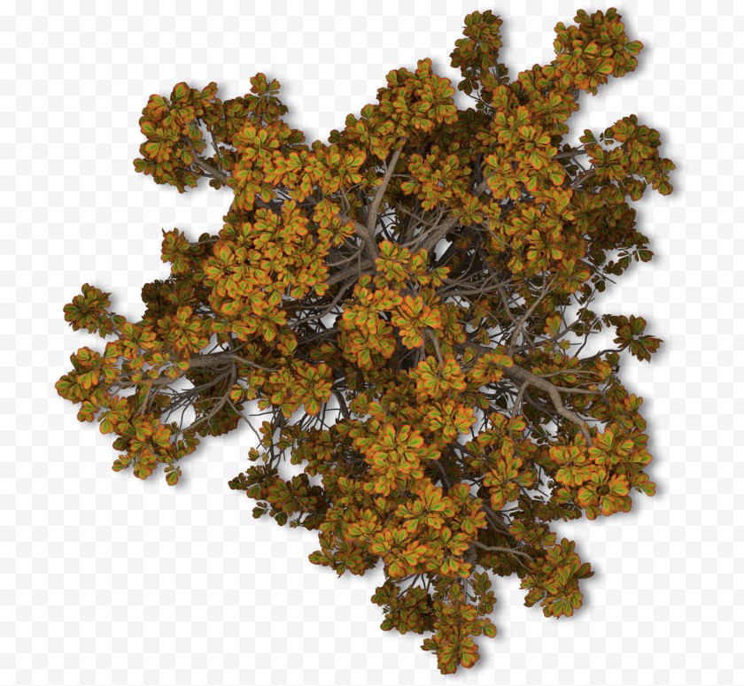 Forest - Tree Autumn Leaf Shrub - Branch - Top View Free PNG