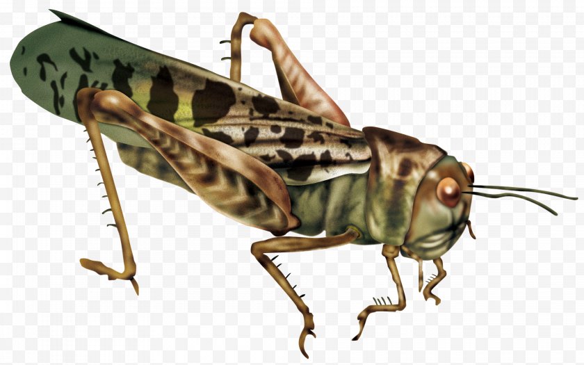 Bush Crickets - Caelifera Insect Locust Wallpaper - Invertebrate - Grasshopper Free PNG