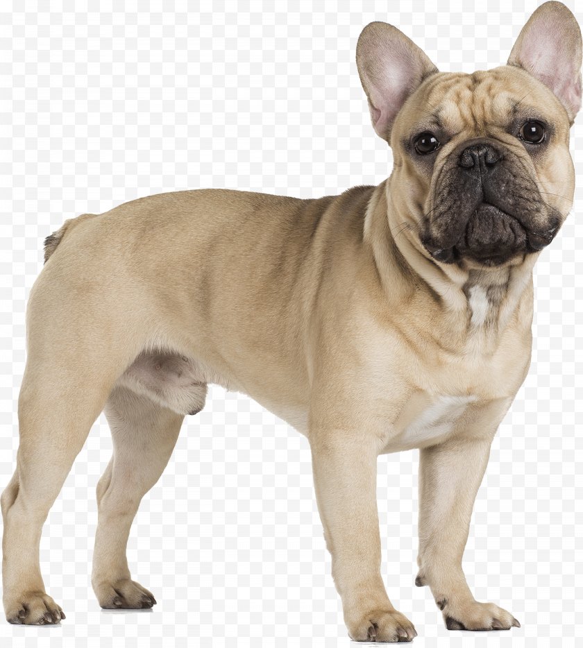 french cavalier dog