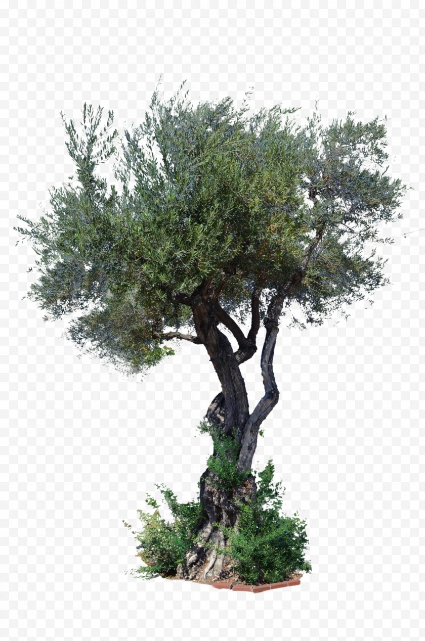 Evergreen - Stock Photography Tree Art - Flowerpot - Top View Free PNG