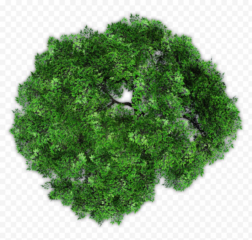 Photography - Image Garden Plants Photograph Royalty-free - Vegetarian Food - Tree Top View Free PNG
