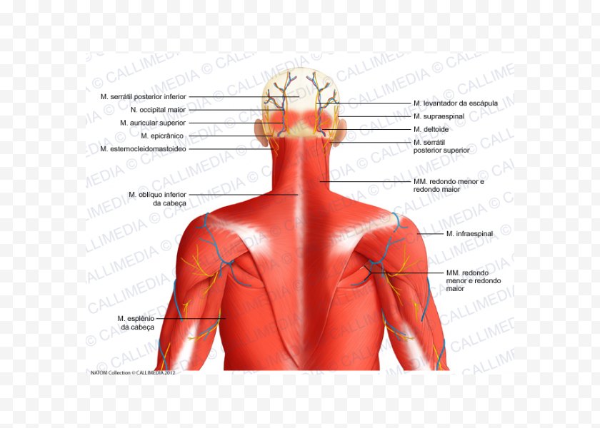Tree - Head And Neck Anatomy Posterior Triangle Of The Auricular Artery Muscle - Cartoon - Top View Free PNG