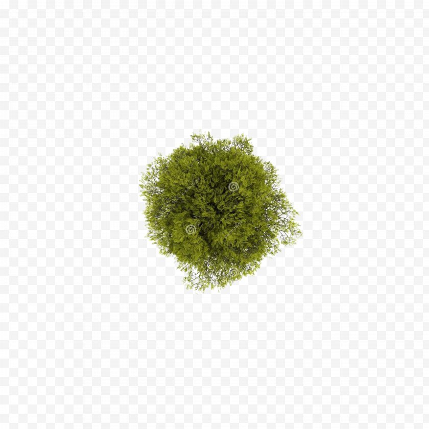 2d Computer Graphics - Tree File - Grass - Top View Free PNG