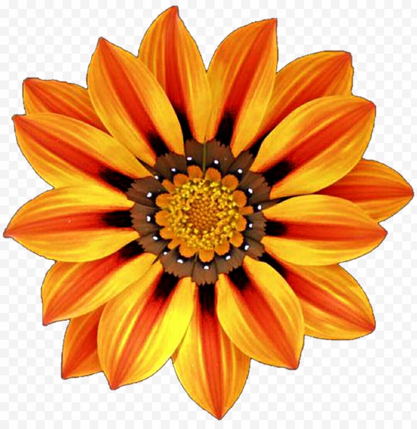 Plant - Blanket Flowers Gazania Desktop Wallpaper Garden Free PNG