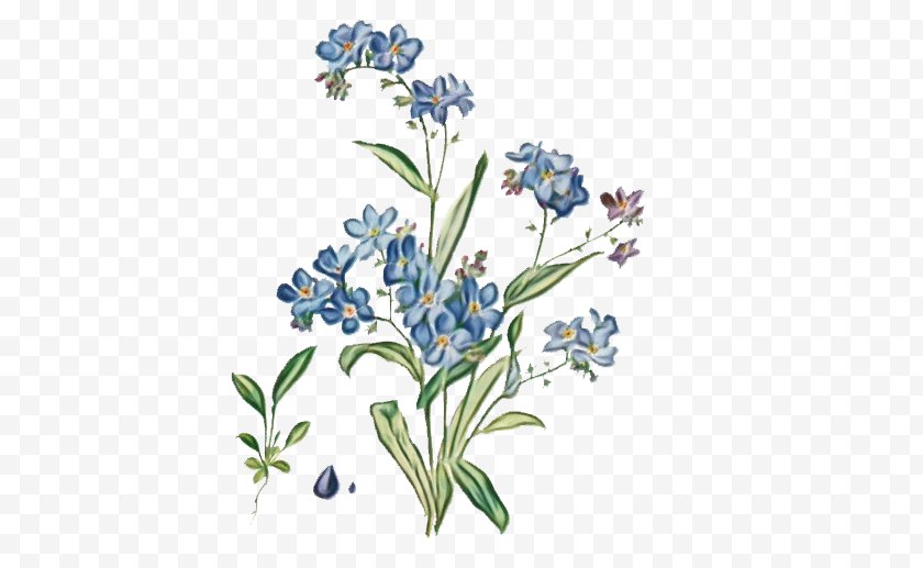 Water Forget Me Not Watercolor Flower Background Wildflower Delphinium Free Png