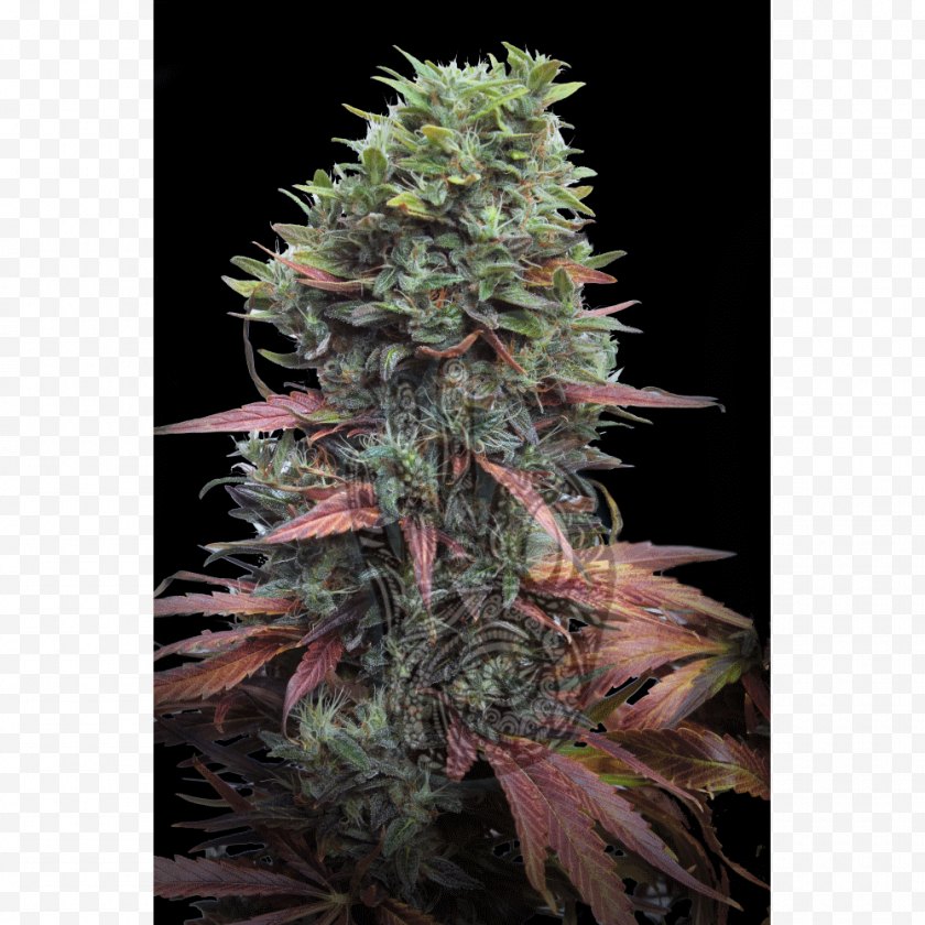Shop - Cannabis Sativa Grow Seed Marijuana - Hemp Free PNG