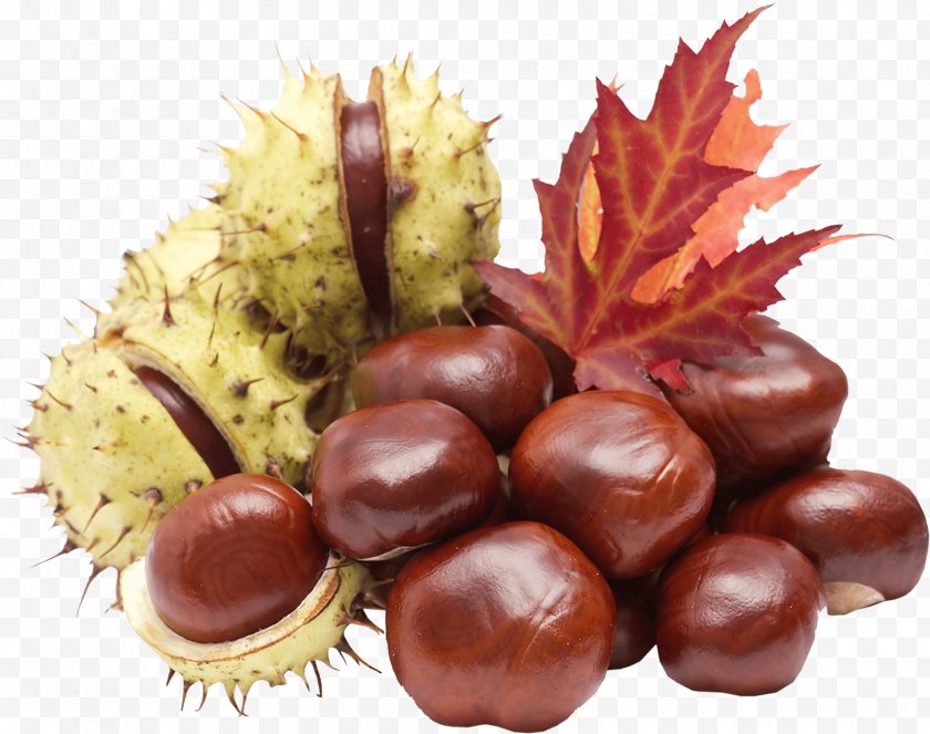 Nut - Chestnut Hickory Tanning Material Nuts Fruit Crops Free PNG