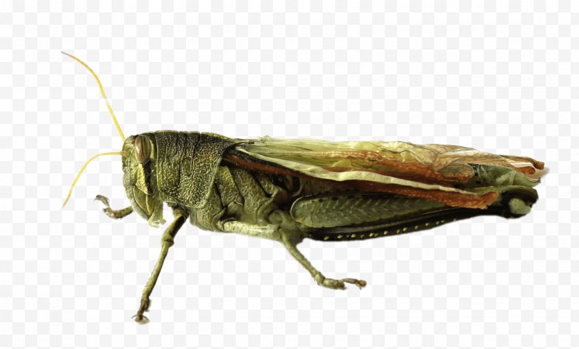 Bush Crickets - Grasshopper Locust - Cricket Free PNG