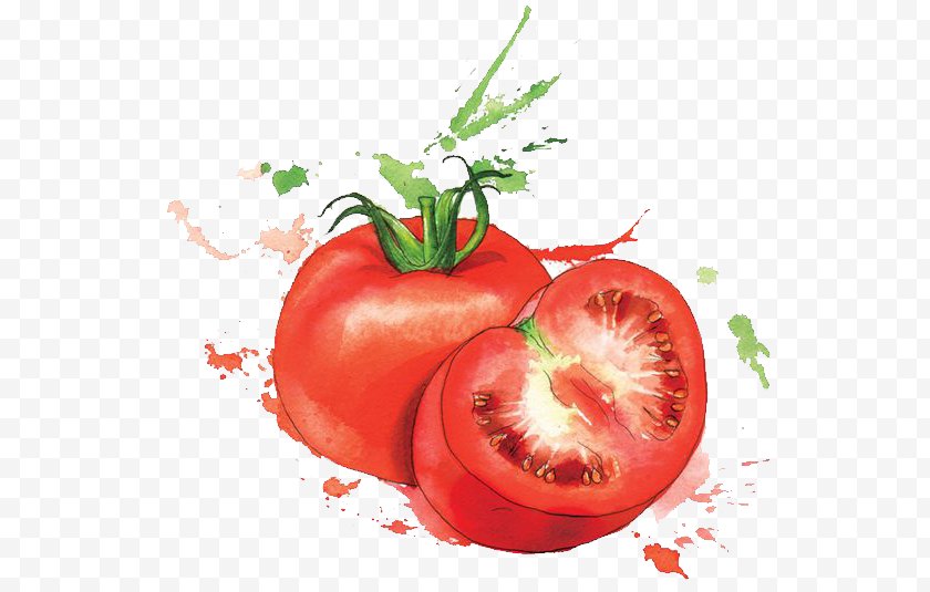 Bush Tomato - Watercolor Painting Food Art Illustration Free PNG
