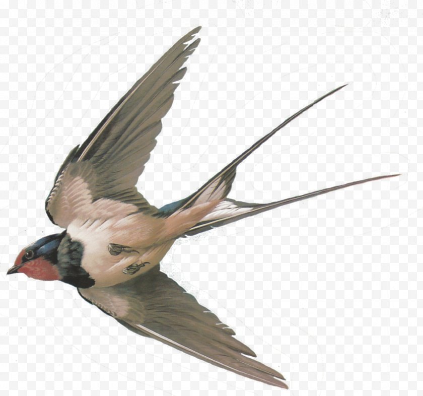 Sparrow - Bird Columbidae Barn Swallow Tree - Wildlife Free PNG