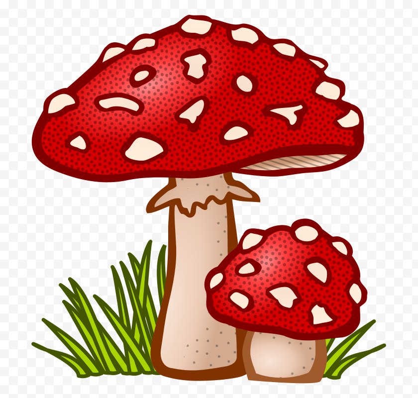 Mushroom Hunting Fungus Amanita Muscaria Clip Art Cartoon Fungi   Mushroom Hunting Cartoon Drawing Cloud Common 