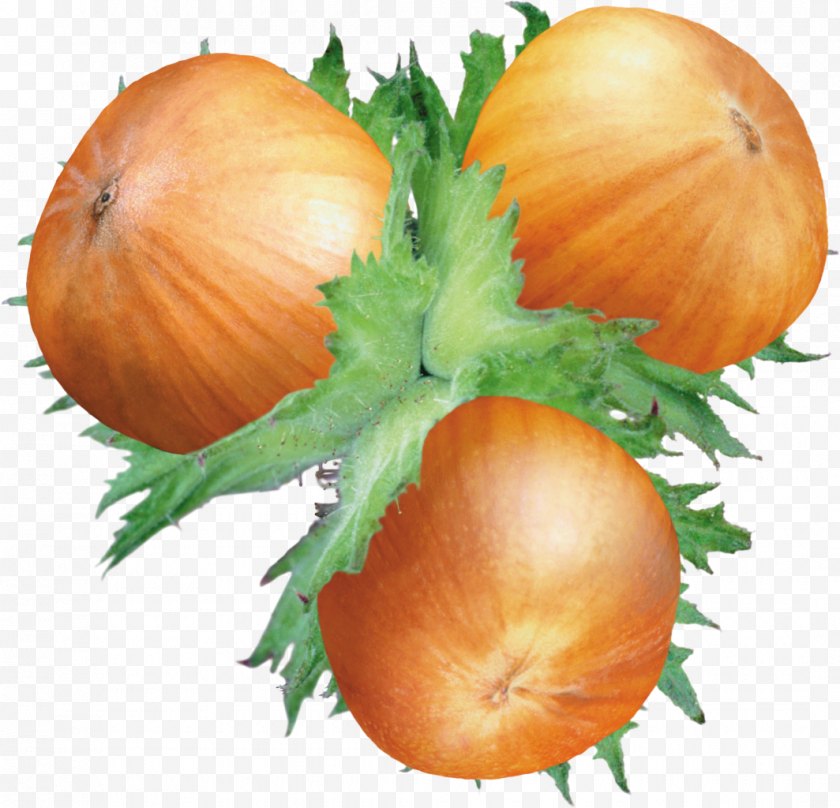 Bush Tomato - Nuts - Hazelnut Acorn Clip Art - Onion Free PNG