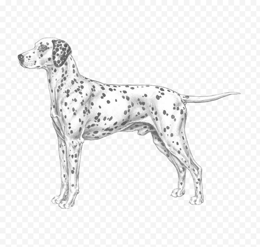 Pointer - Auvergne Dalmatian Dog Old Danish Breed - Race Free PNG