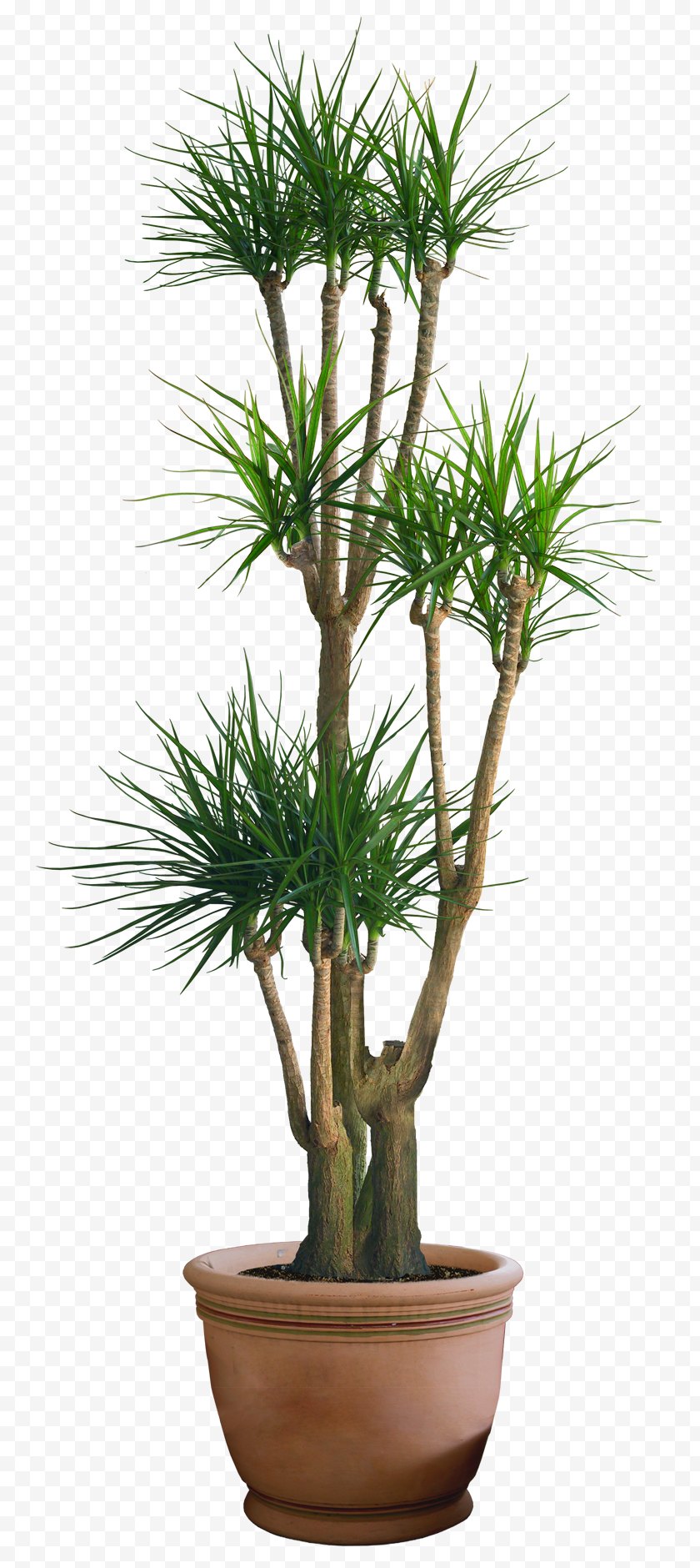 Plant Stem - Houseplant Dracaena - Palm Tree - Plants Free PNG