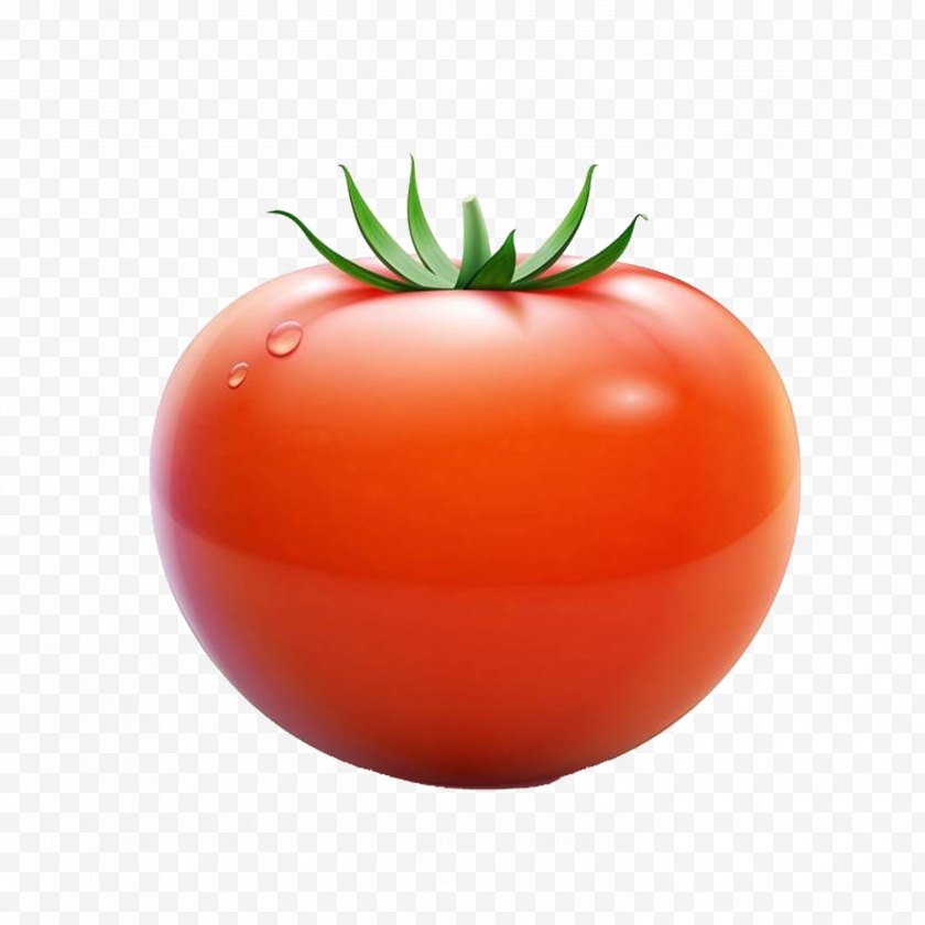 Bush Tomato - Plum Cherry Euclidean Vector - Orange Free PNG
