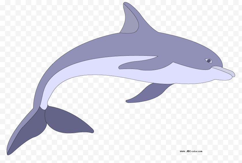 Tucuxi Dolphin Drawing Bitmap Clip Art Marine Mammal Dolphin Free Png