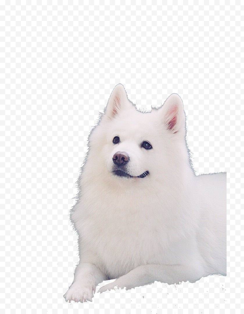 Snout German Spitz Klein Mittel American Eskimo Dog Japanese Samoyed Stare At Your Free Png