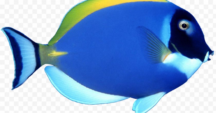 Tropical Fish - Angelfish Clip Art Free PNG