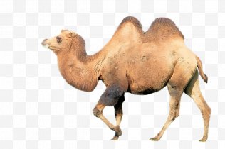 Camel Png Images Transparent Camel Images