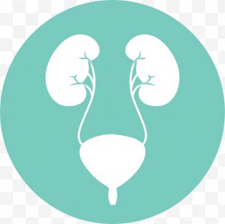 Urology PNG Images, Transparent Urology Images