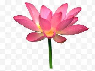 Lotus PNG Images, Transparent Lotus Images