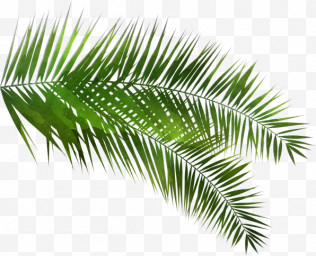 Palm Tree PNG Images, Transparent Palm Tree Images